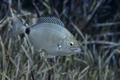 Špar (Diplodus&hellip;