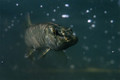 Štuka (Esox lu&hellip;