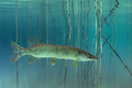 Štuka (Esox lu&hellip;