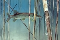 Štuka (Esox lu&hellip;