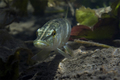 Štuka (Esox lu&hellip;