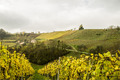 Jesen u vinogr&hellip;