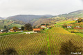 Ljepota vinogr&hellip;