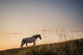 In Dawn I Am M&hellip;