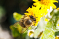 Bee on the flo&hellip;