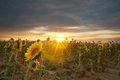 Sunrise in Sun&hellip;