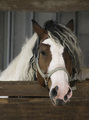 Portret jedne &hellip;