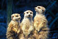 Merkat family &hellip;