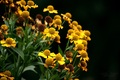 Little sunshin&hellip;