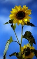 ...Suncem ugri&hellip;