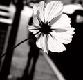 ...usputni cvi&hellip;