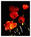 ...moji tulipa&hellip;