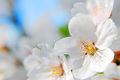 cherries in bl&hellip;
