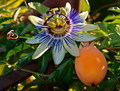 pasiflora-mara&hellip;