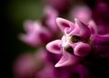 Asclepias syri&hellip;