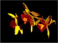 Narcisi