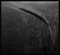 About Fields I&hellip;
