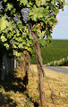 Baranjski vino&hellip;