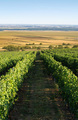Baranjski vino&hellip;