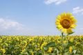 kada mu svi ok&hellip;