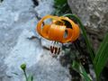 kranjski ljilj&hellip;