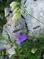 velebitska flo&hellip;