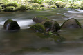 close to natur&hellip;