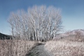 lonely tree