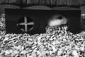 miš mouse kuća&hellip;