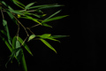 Bamboo