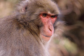 monkey,istočne&hellip;