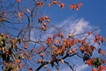 Jesen,Japan 20&hellip;