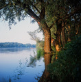 Drava
