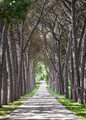 Stone pine wal&hellip;