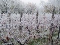 vinograd i voć&hellip;