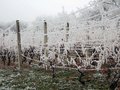 žice u vinogra&hellip;