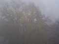 magla u krošnj&hellip;