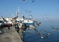 galebovi i rib&hellip;