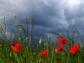 Veliko plavetn&hellip;
