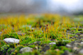 Moss without K&hellip;
