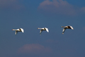 Formation flyi&hellip;