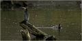 Kormoran u Kop&hellip;