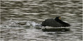 Kormoran u pol&hellip;