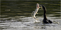 Kormoran u lov&hellip;