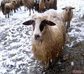Gospođica Ovči&hellip;