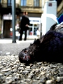 E.A.Poe - Gavr&hellip;