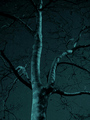 Nocturno 1