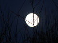 moonlight shad&hellip;