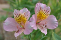 2 flowers (arh&hellip;