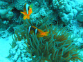 Anemone ili Ne&hellip;